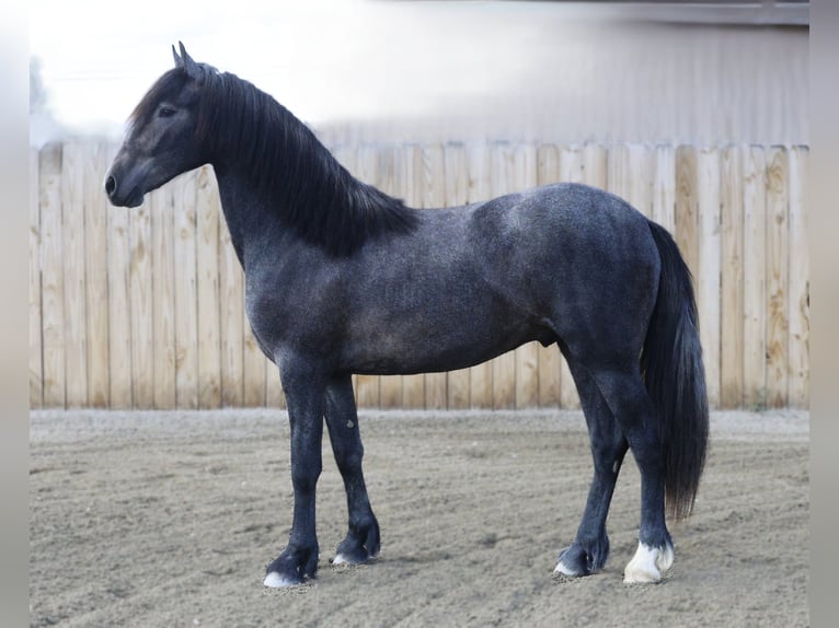 Warlander Castrone 2 Anni 152 cm Grigio in Stevensville