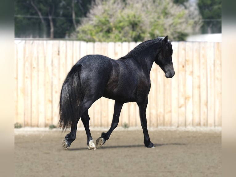 Warlander Castrone 2 Anni 152 cm Grigio in Stevensville