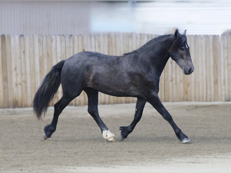 Warlander Castrone 2 Anni 152 cm Grigio in Stevensville