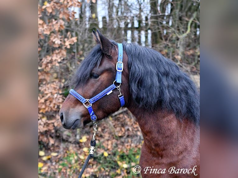 Warlander Mix Castrone 3 Anni 160 cm Baio nero in Wiebelsheim