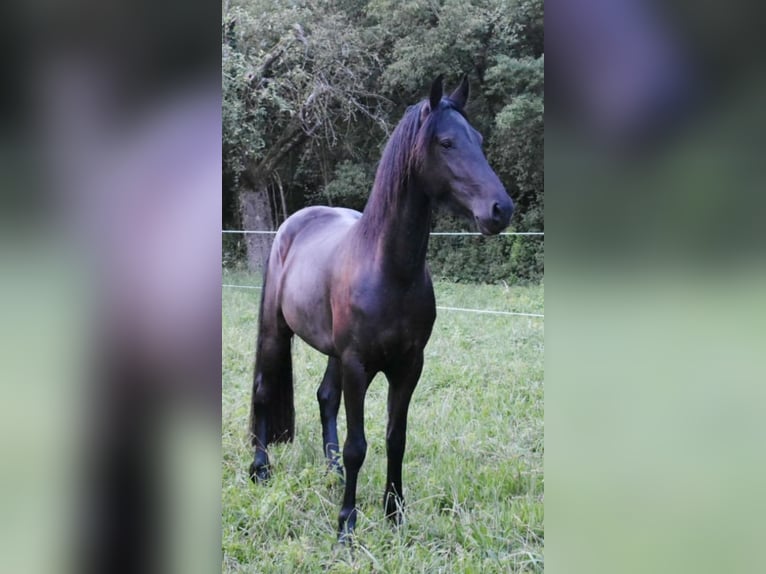 Warlander Étalon 10 Ans 168 cm Noir in Beilstein