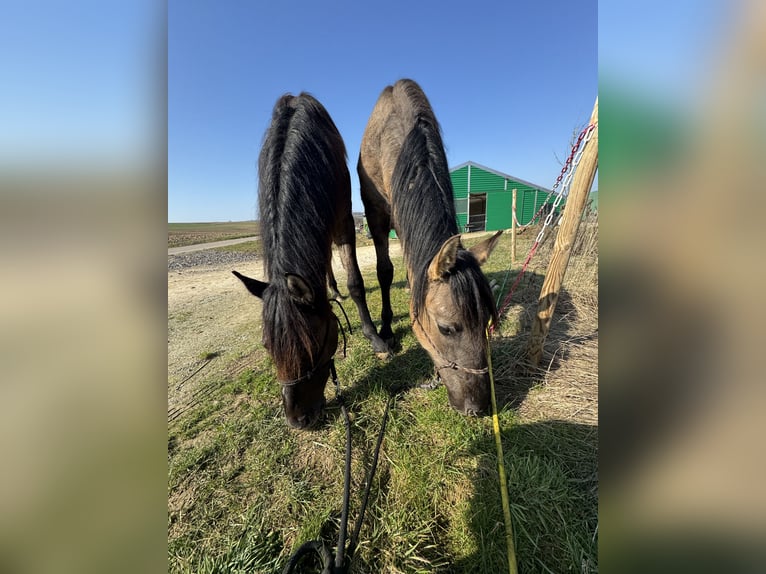 Warlander Étalon 2 Ans 160 cm Grullo in Katzenelnbogen
