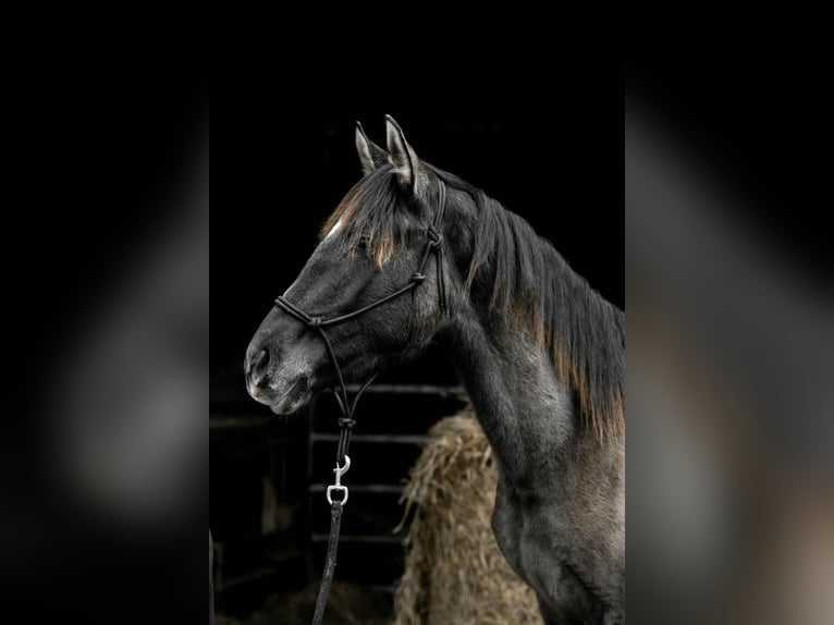 Warlander Étalon 2 Ans 160 cm Grullo in Katzenelnbogen