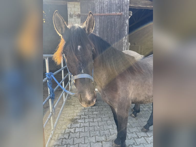 Warlander Étalon 2 Ans 160 cm Grullo in Katzenelnbogen