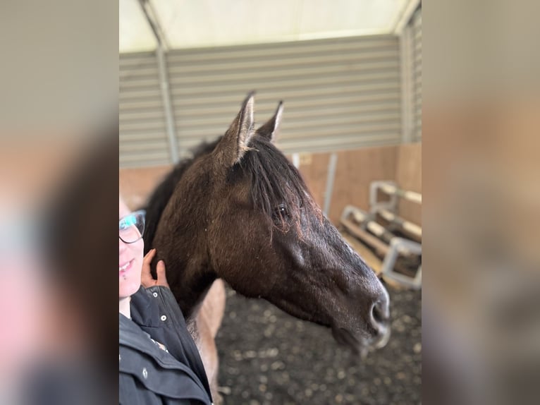 Warlander Étalon 2 Ans 160 cm Grullo in Katzenelnbogen