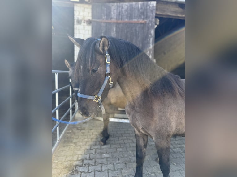Warlander Étalon 2 Ans 160 cm Grullo in Katzenelnbogen