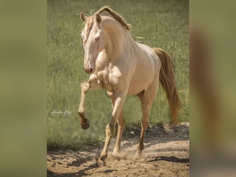 Warlander Étalon 2 Ans 165 cm Buckskin in Ohrenbach