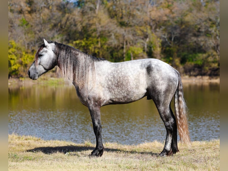 Warlander Étalon 5 Ans 163 cm Gris pommelé in Forney