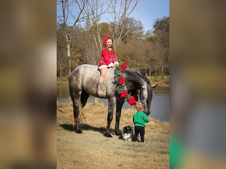 Warlander Étalon 5 Ans 163 cm Gris pommelé in Forney