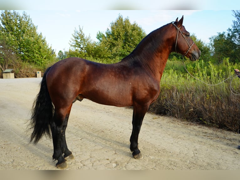 Warlander Croisé Étalon 8 Ans 152 cm in Corona, CA