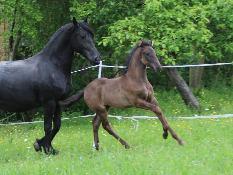 Warlander Étalon Poulain (03/2026) 165 cm Noir in Ohrenbach