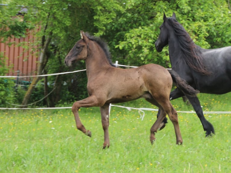 Warlander Étalon Poulain (03/2026) 165 cm Noir in Ohrenbach