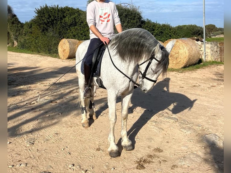 Warlander Mix Gelding 17 years 15,2 hh Gray-Fleabitten in Ciutadella De Menorca