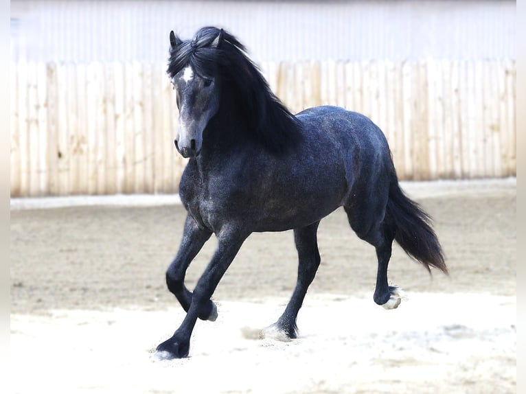 Warlander Gelding 2 years 15 hh Grey in Stevensville