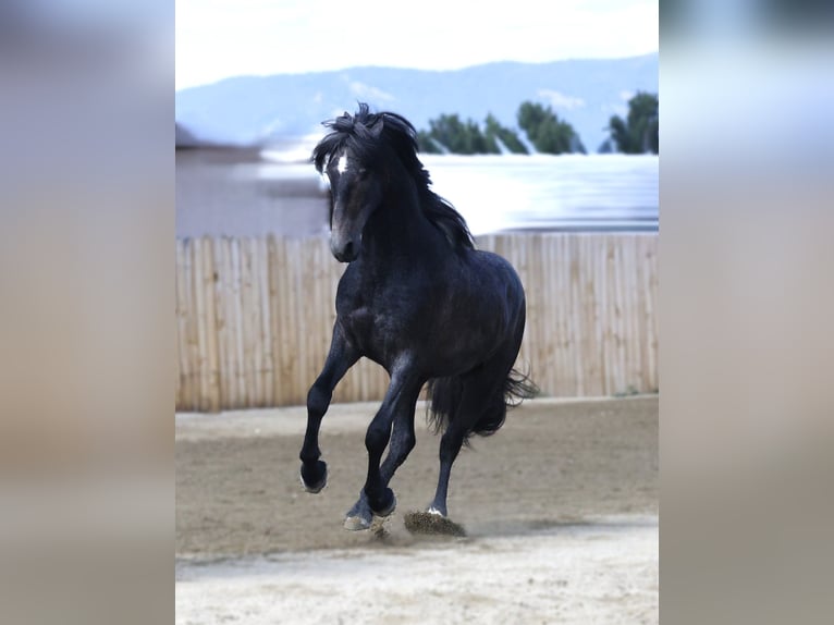 Warlander Gelding 2 years 15 hh Grey in Stevensville