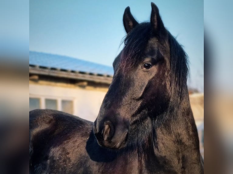 Warlander Gelding 3 years 15.1 hh Black in Liepgarten