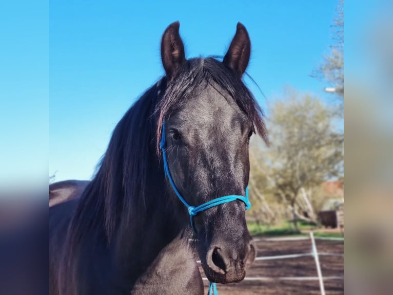 Warlander Gelding 3 years 15.1 hh Black in Liepgarten