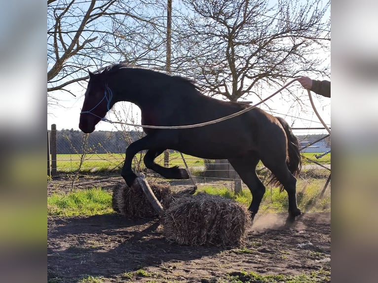 Warlander Gelding 3 years 15.1 hh Black in Liepgarten