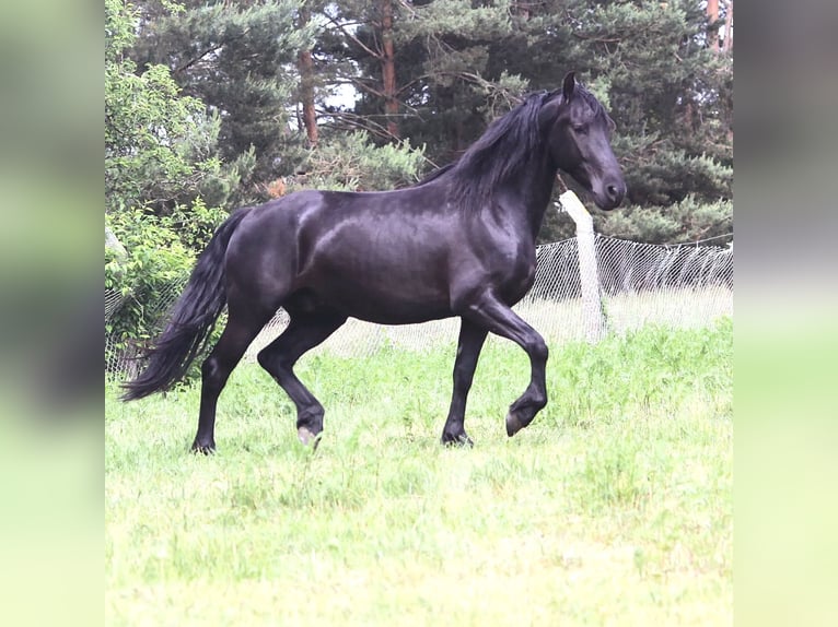 Warlander Gelding 3 years 15.3 hh Black in Liepgarten