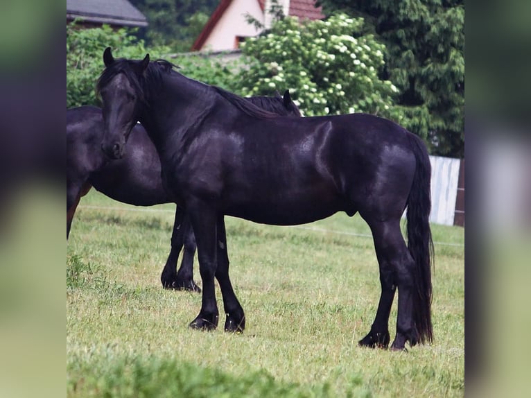 Warlander Gelding 3 years 15.3 hh Black in Liepgarten