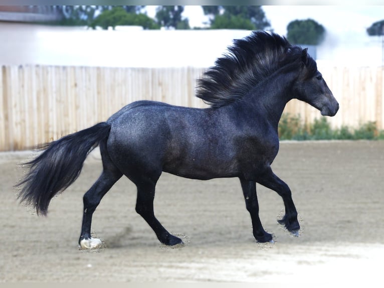 Warlander Gelding 3 years 15 hh Grey in Stevensville