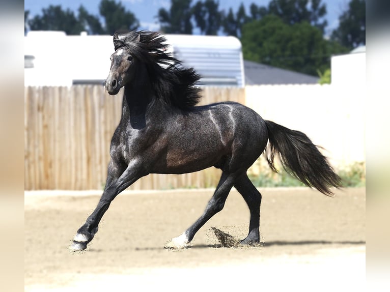 Warlander Gelding 3 years 15 hh Grey in Stevensville