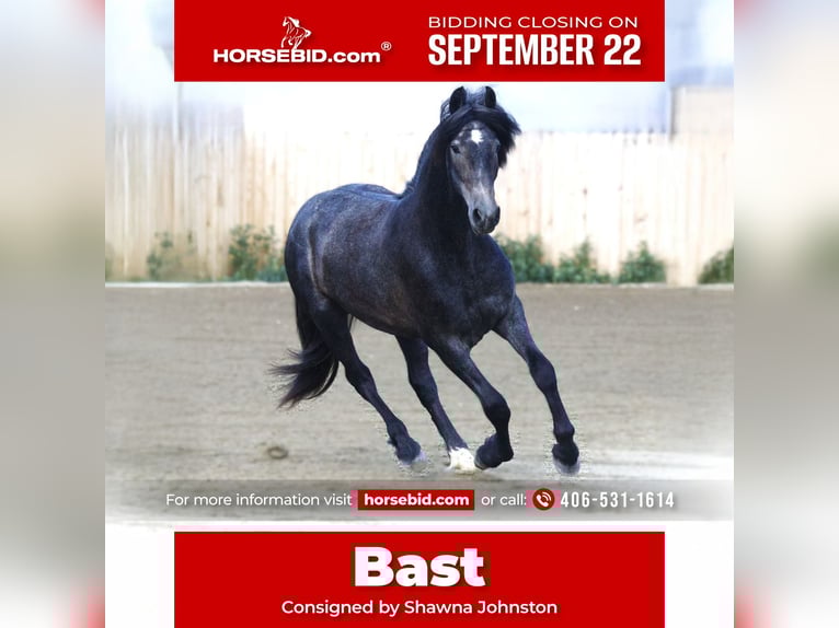 Warlander Gelding 3 years 15 hh Grey in Stevensville