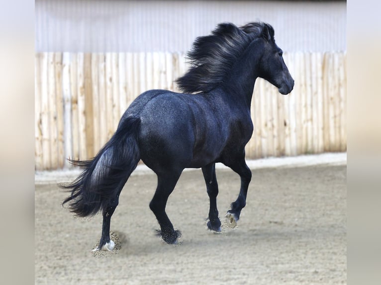 Warlander Gelding 3 years 15 hh Grey in Stevensville