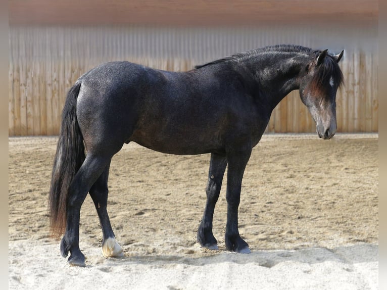 Warlander Gelding 3 years 15 hh Grey in Stevensville
