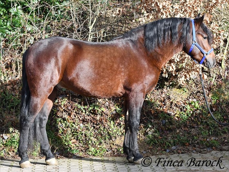 Warlander Mix Gelding 3 years 15,2 hh Smoky-Black in Wiebelsheim