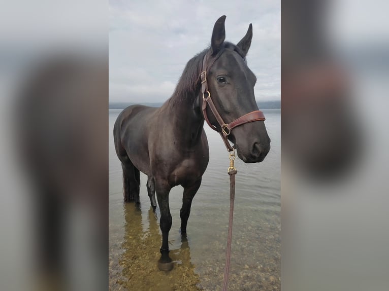 Warlander Gelding 4 years 15,2 hh Black in Coswig