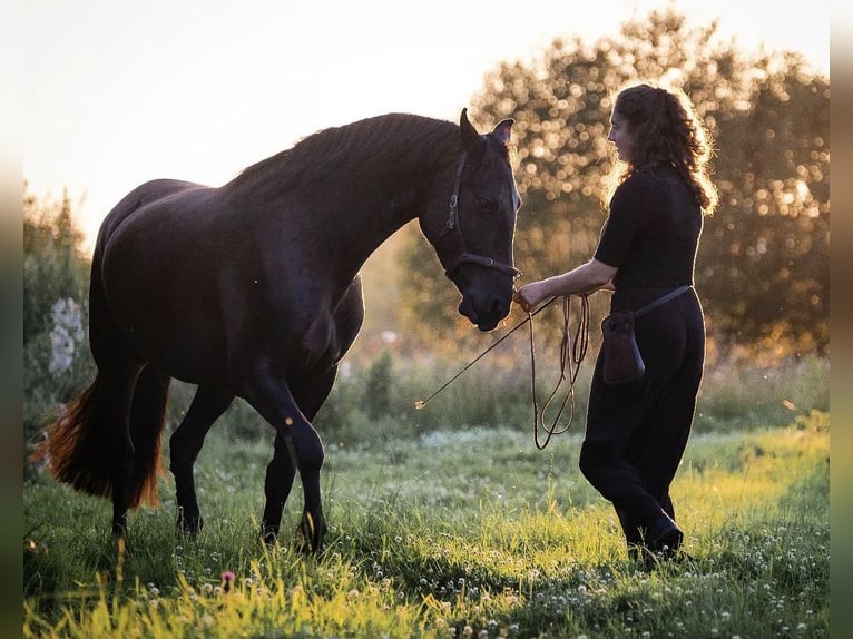 Warlander Gelding 4 years 15,2 hh Black in Coswig