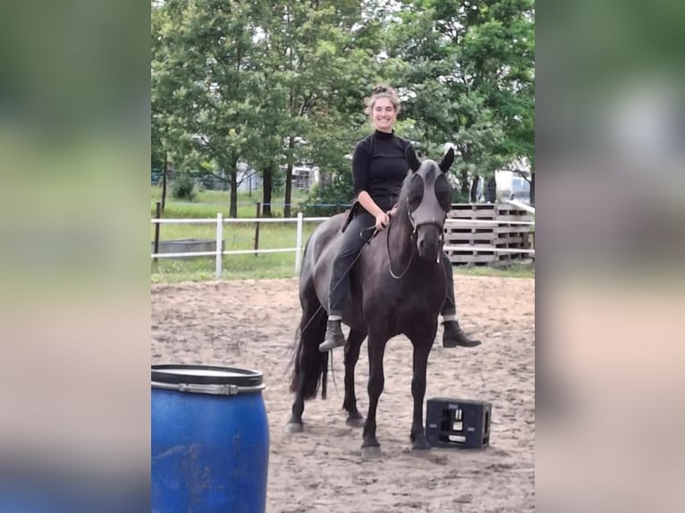 Warlander Gelding 4 years 15,2 hh Black in Coswig