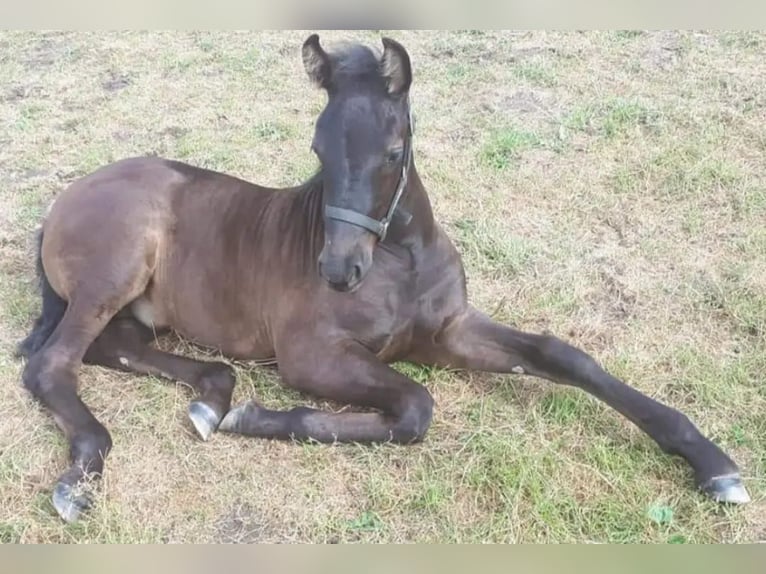 Warlander Gelding 4 years 15,2 hh Black in Coswig