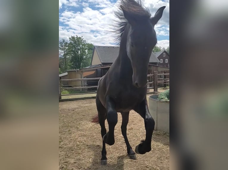 Warlander Gelding 4 years 15,2 hh Black in Coswig