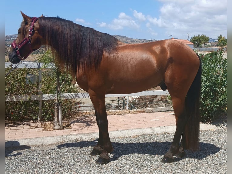 Warlander Gelding 5 years 16 hh Brown in Mijas