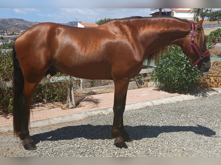 Warlander Gelding 5 years 16 hh Brown in Mijas
