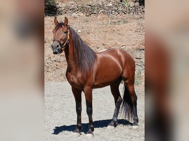 Warlander Gelding 5 years 16 hh Brown in Mijas