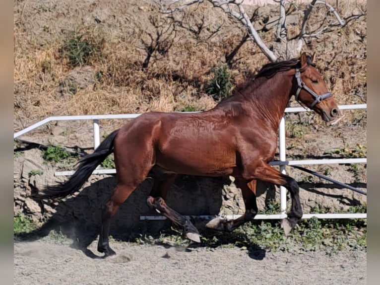 Warlander Gelding 5 years 16 hh Brown in Mijas