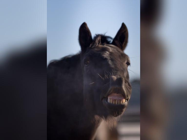 Warlander Mix Gelding 8 years 15.1 hh Black in Pischelsdorf