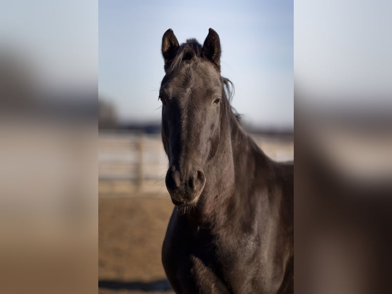Warlander Mix Gelding 8 years 15.1 hh Black in Pischelsdorf