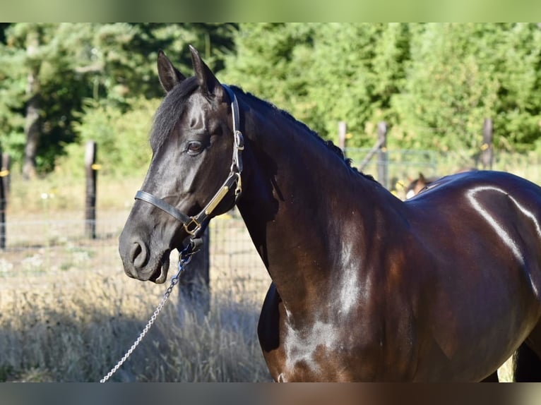 Warlander Giumenta 11 Anni 163 cm Morello in Yelm