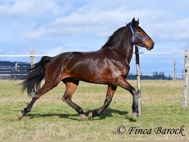 Warlander Giumenta 4 Anni 160 cm Baio scuro in Wiebelsheim