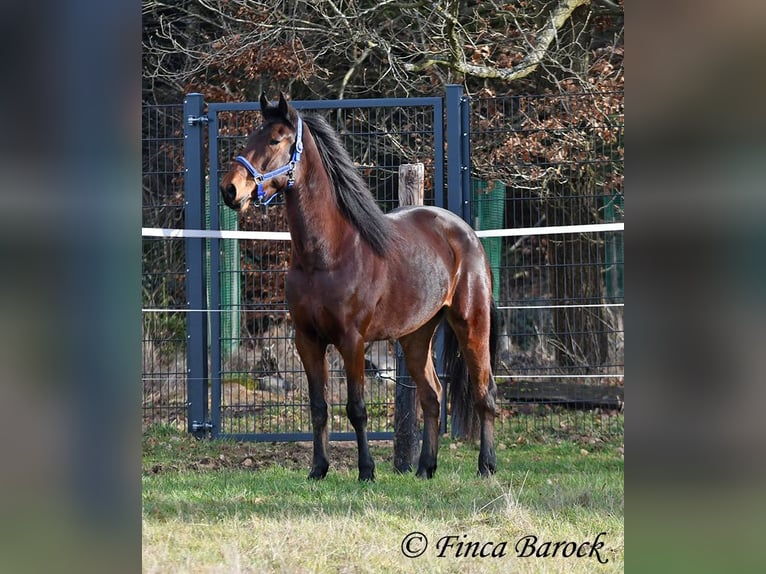 Warlander Giumenta 4 Anni 160 cm Baio scuro in Wiebelsheim