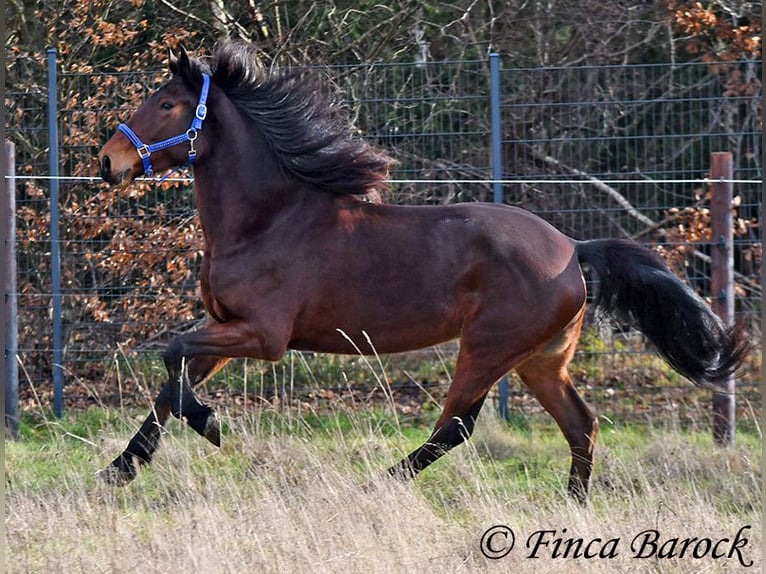 Warlander Giumenta 4 Anni 160 cm Baio scuro in Wiebelsheim