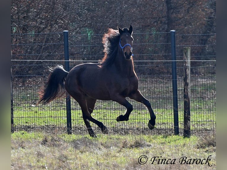 Warlander Giumenta 4 Anni 160 cm Baio scuro in Wiebelsheim