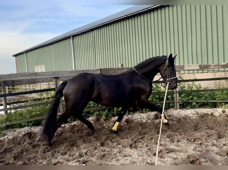Warlander Giumenta 4 Anni 160 cm Morello in Barneveld
