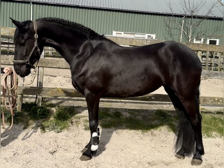 Warlander Giumenta 4 Anni 162 cm Morello in Barneveld