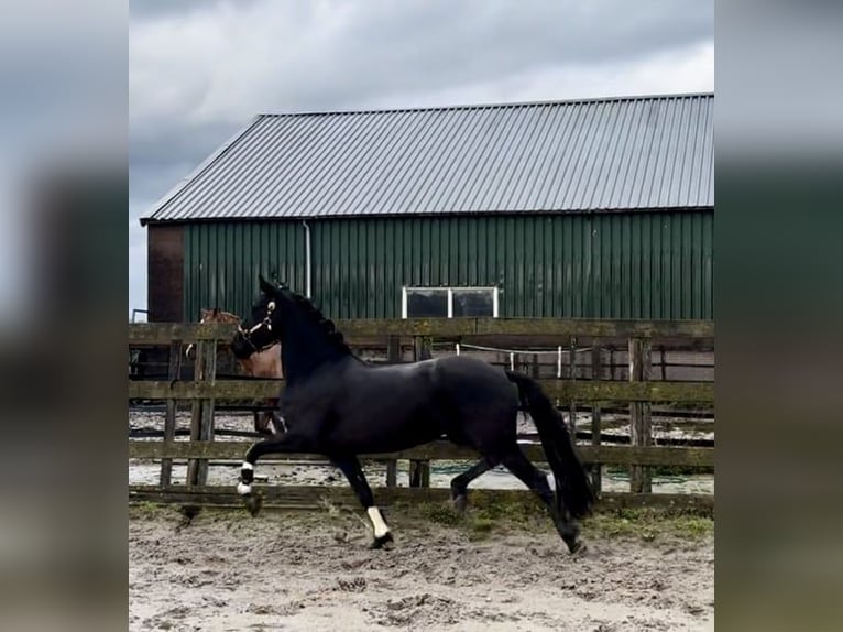 Warlander Giumenta 4 Anni 162 cm Morello in Barneveld