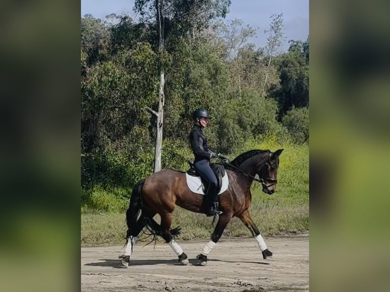 Warlander Giumenta 6 Anni 152 cm Baio ciliegia in Laguna Niguel, CA